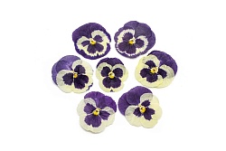 Виола обезвоженная "Сиреневый закат" плоская 20 шт